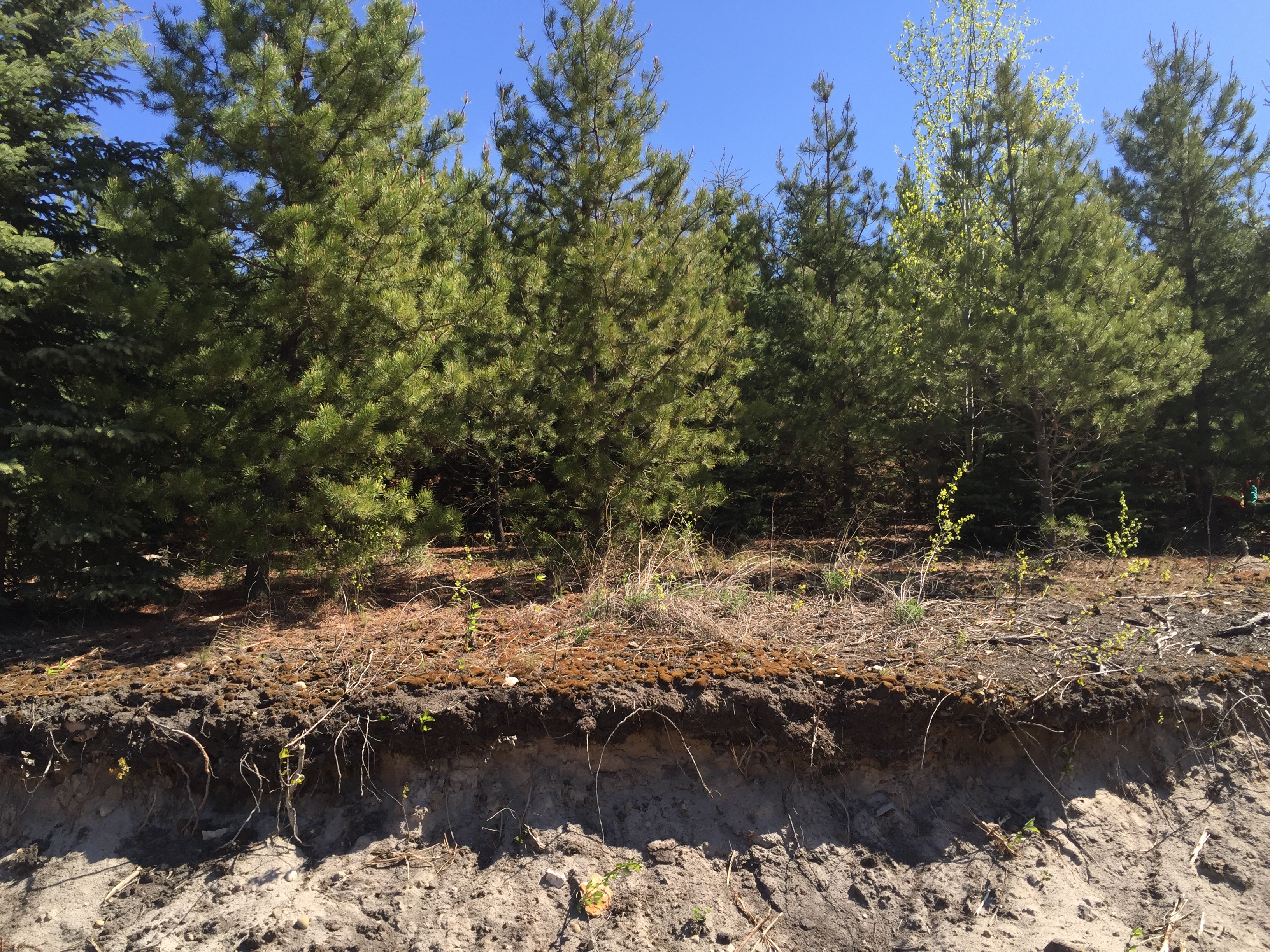 A cut away view of an engineered soil cap covering tailing sands, supporting advanced pine tree regeneration