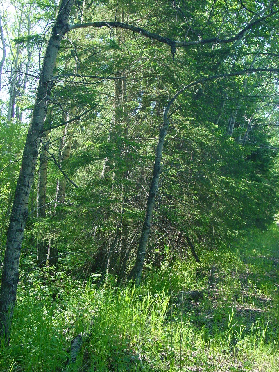 jack pine site