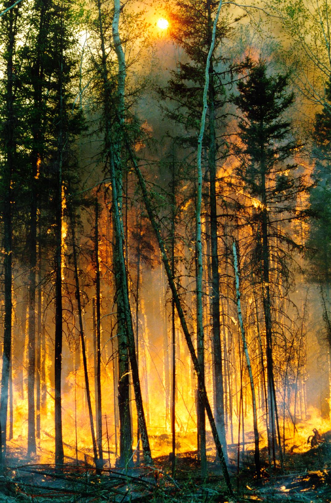 Wildfire in a boreal forest stand