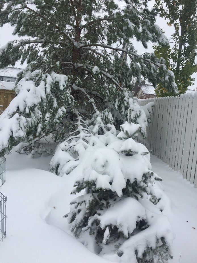 tree weighed down with snow