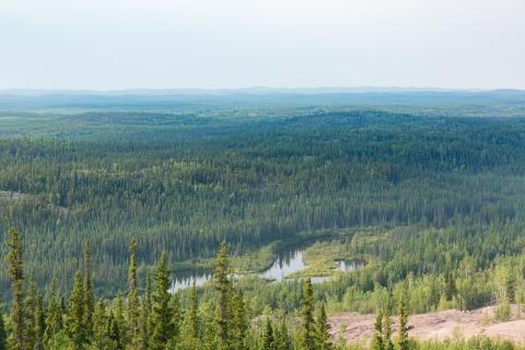 northern canadian boreal forest
