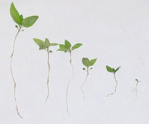 aspen seedlings decreasing in size