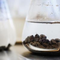 beakers with black clumps suspended in water
