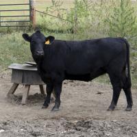 black cow stands at water trough water tested by src