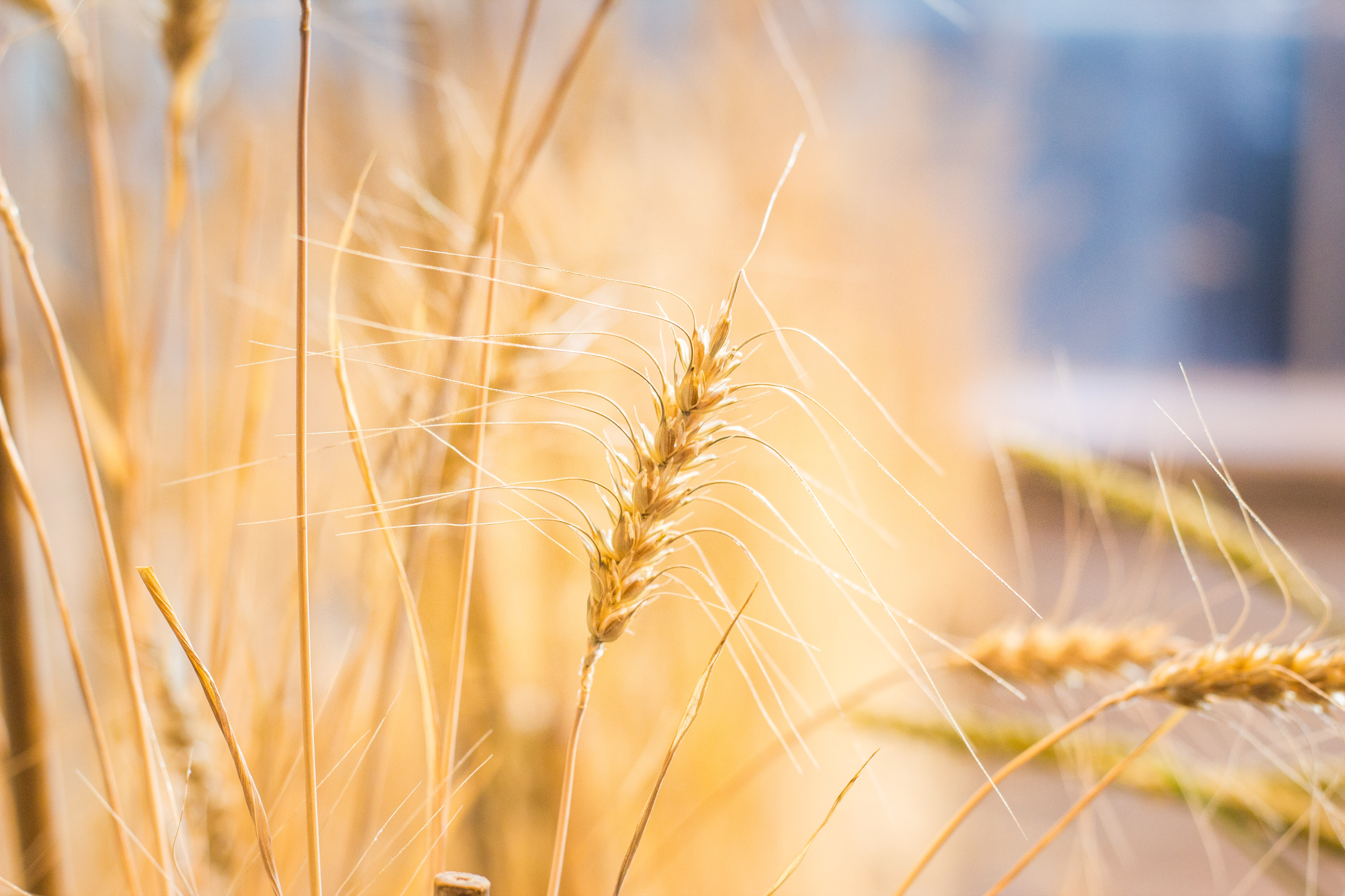 Wheat stalks