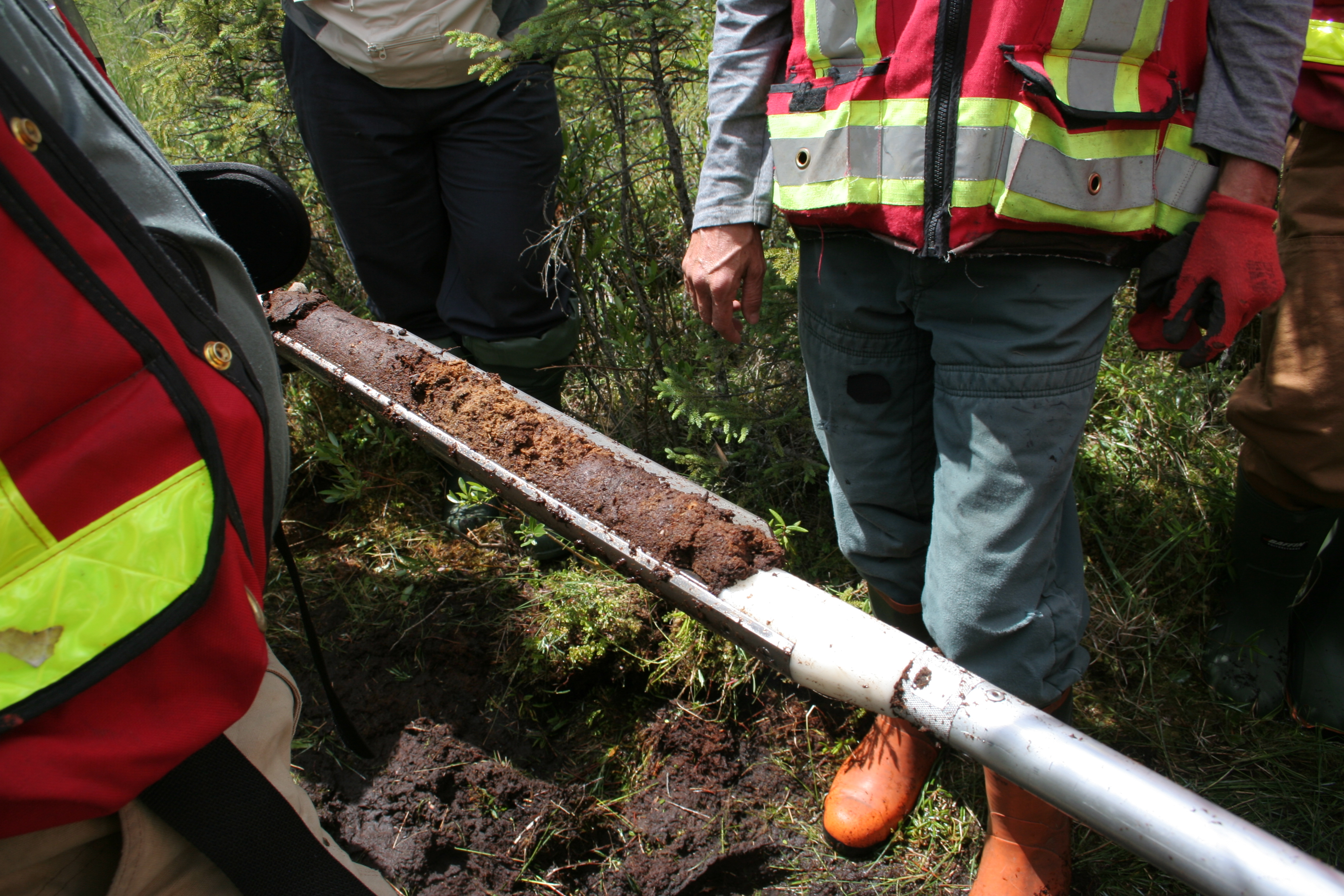 Peat core collected for lab analysis to determine carbon content