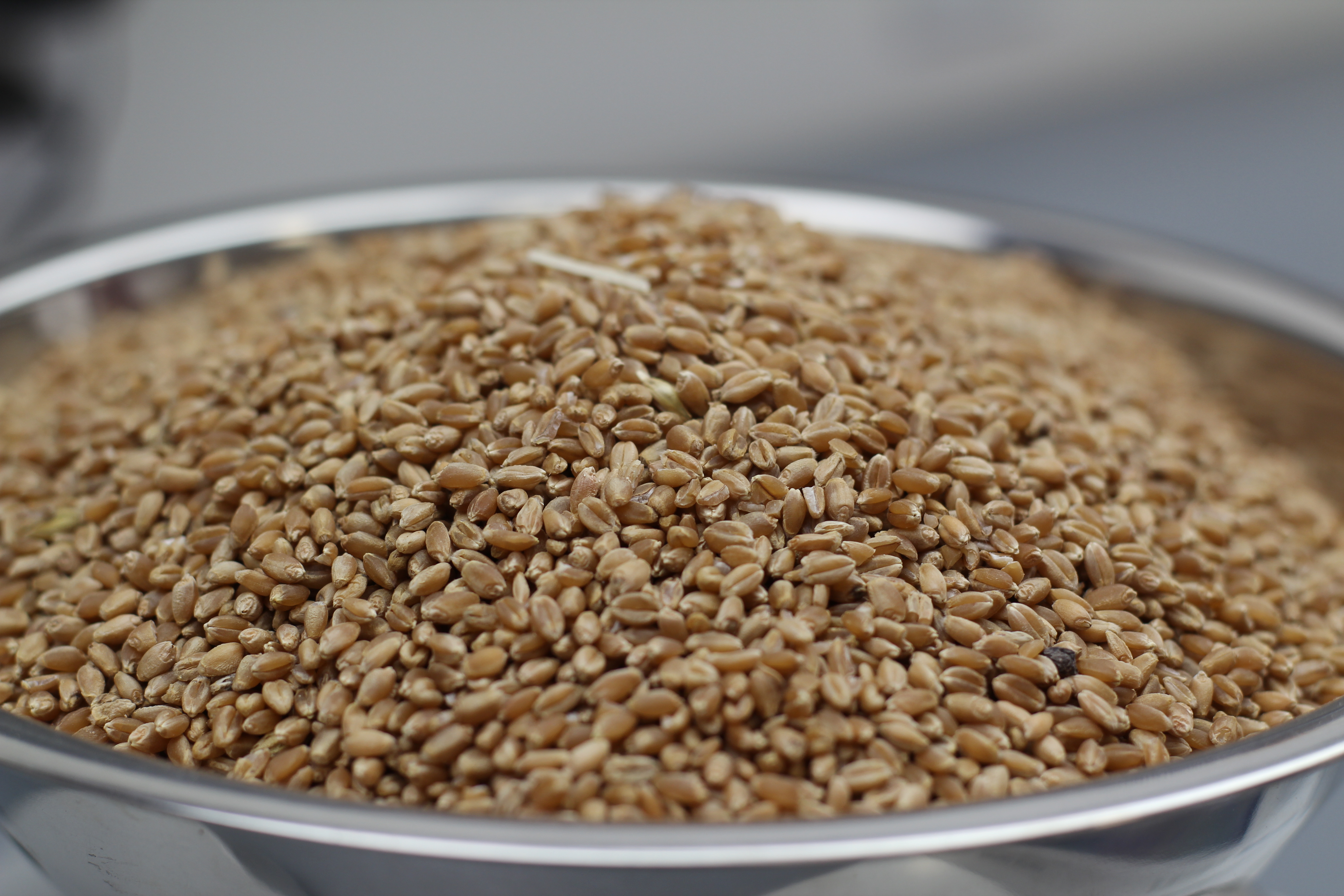 grain in a silver bowl