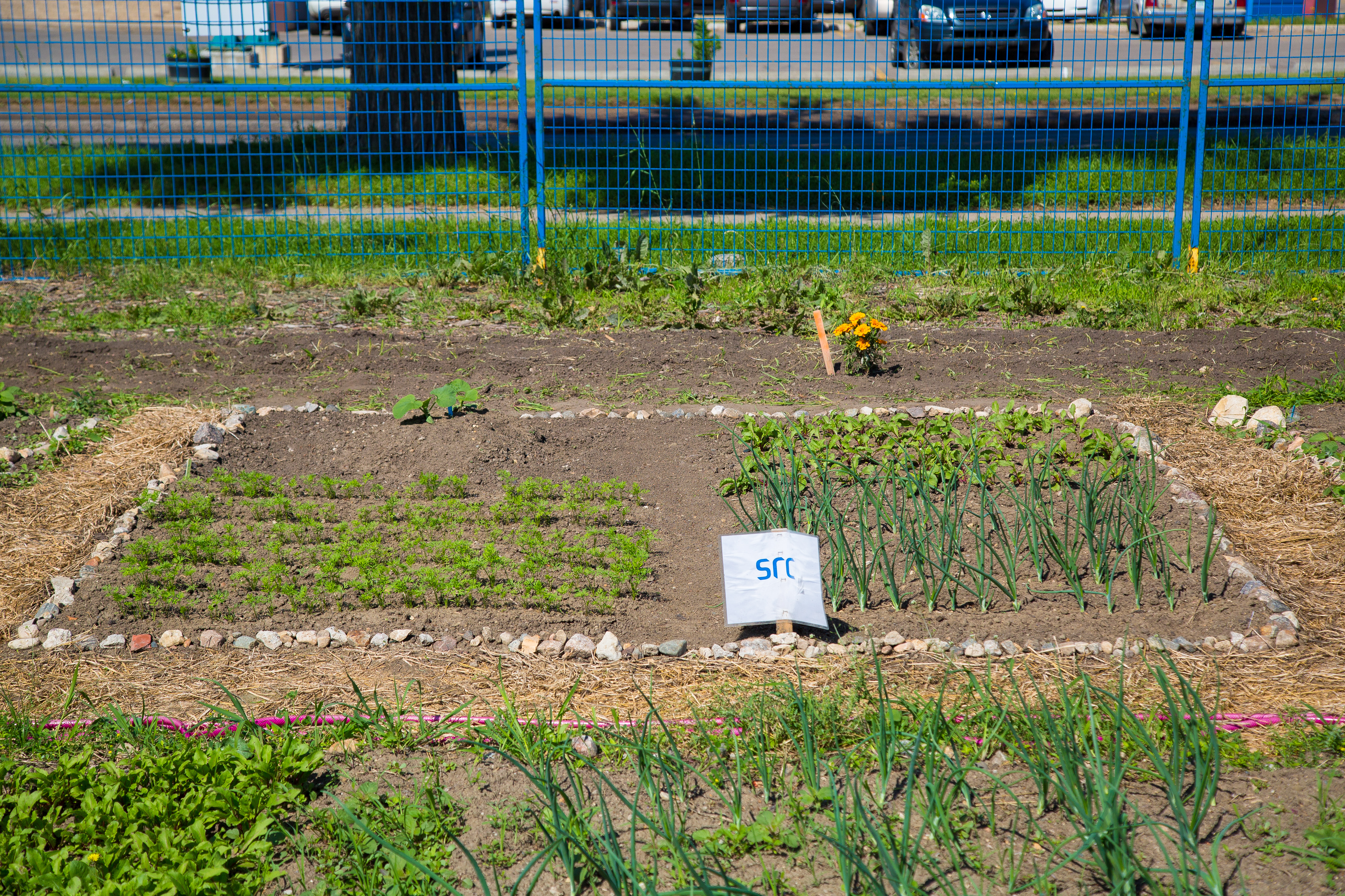 food bank garden plot