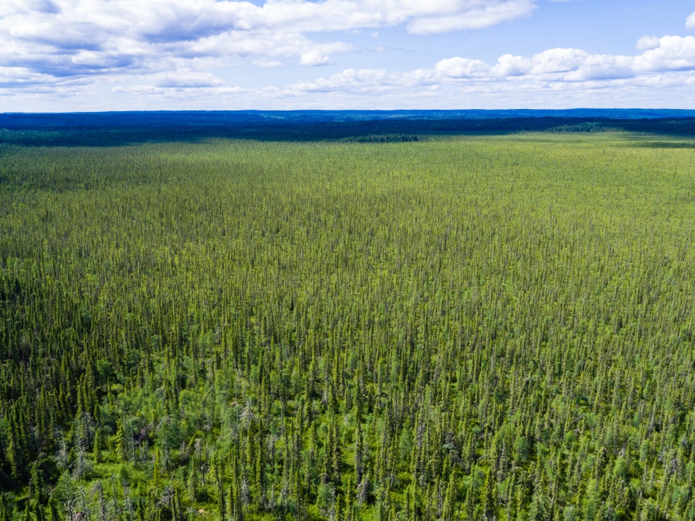 forested area where src is providing forestry expertise