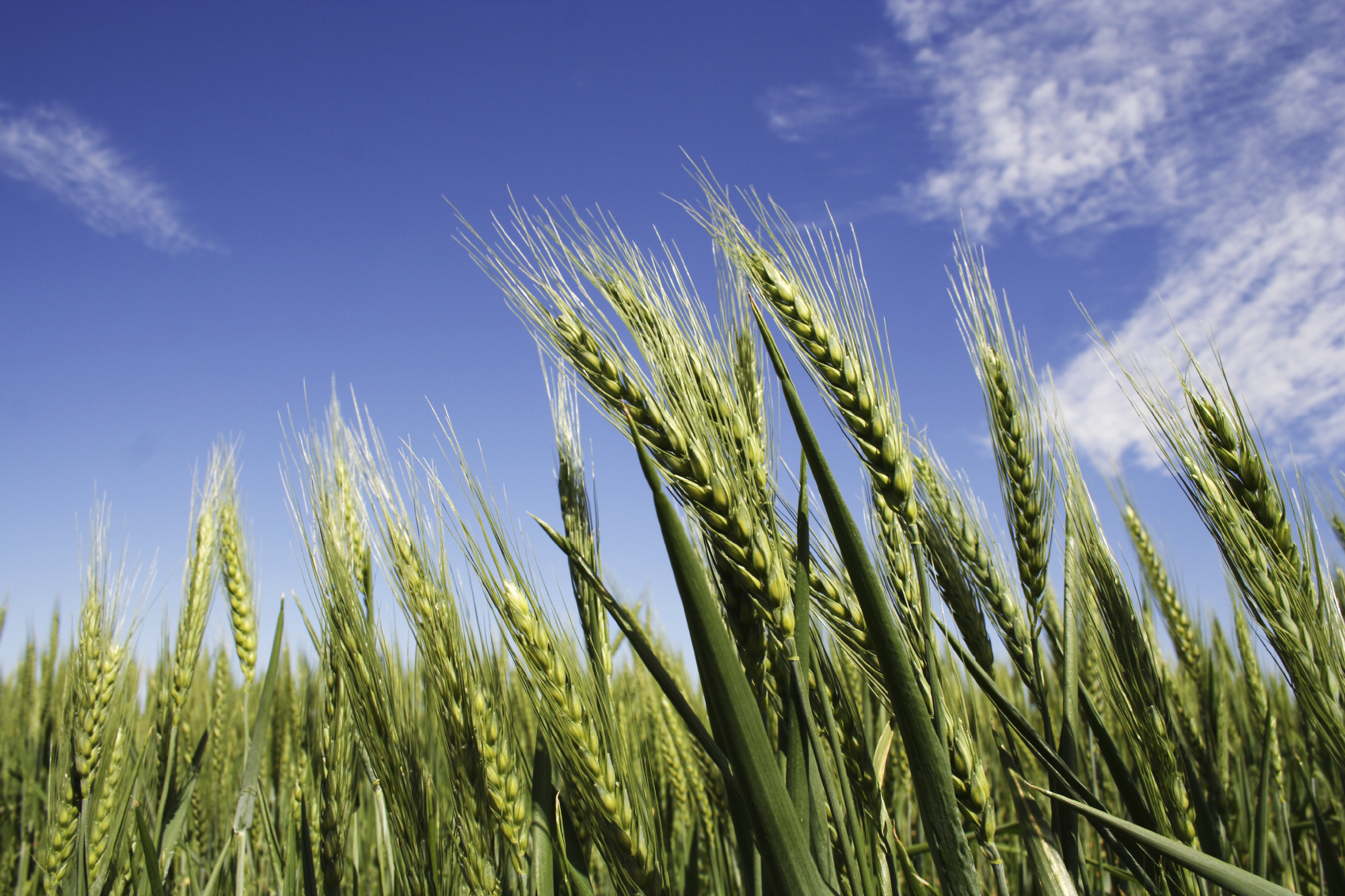 stalks of green wheat