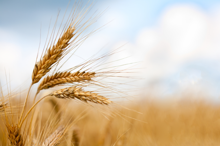 sk wheat field