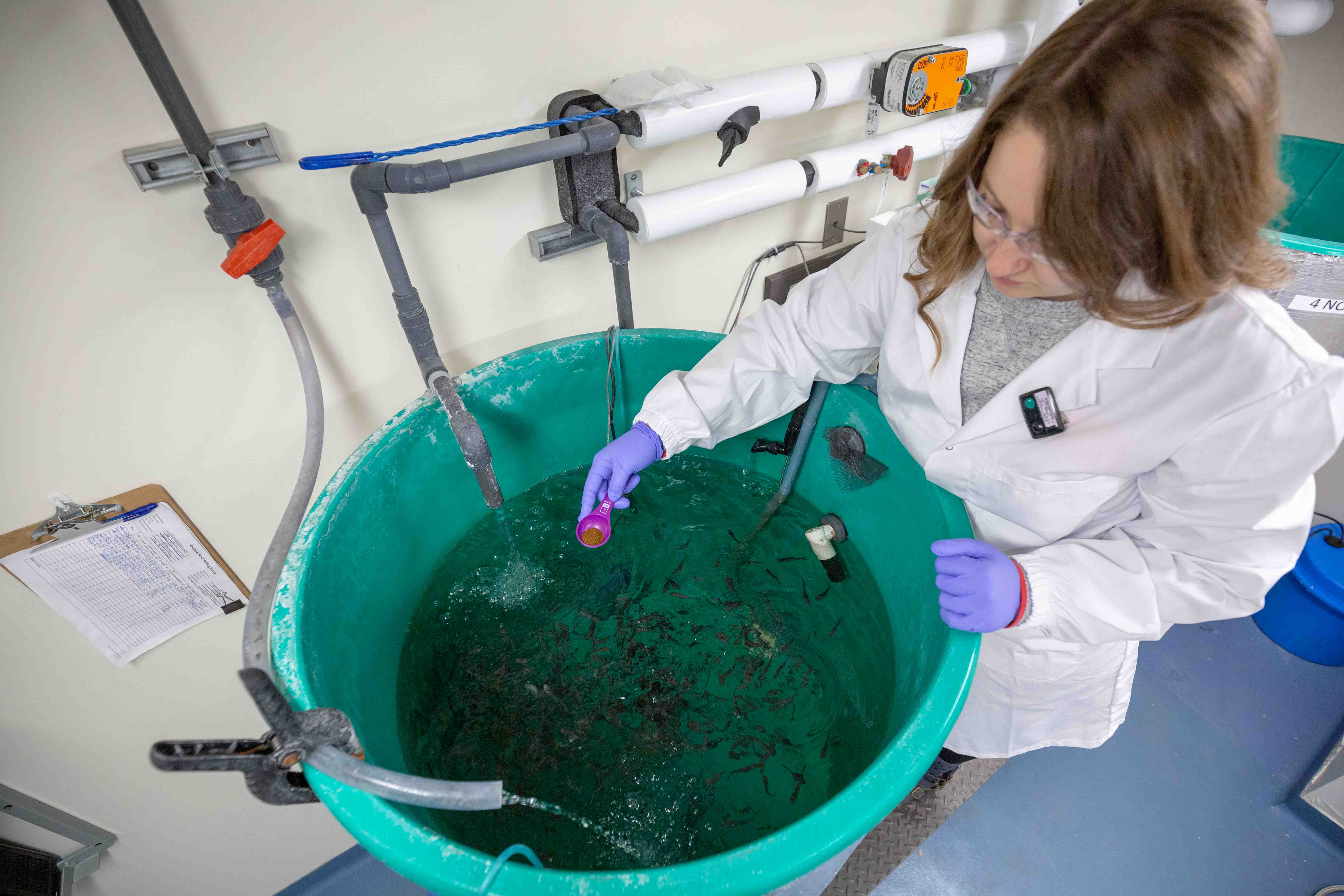 technologist feeding fish at src aquatic toxicology lab