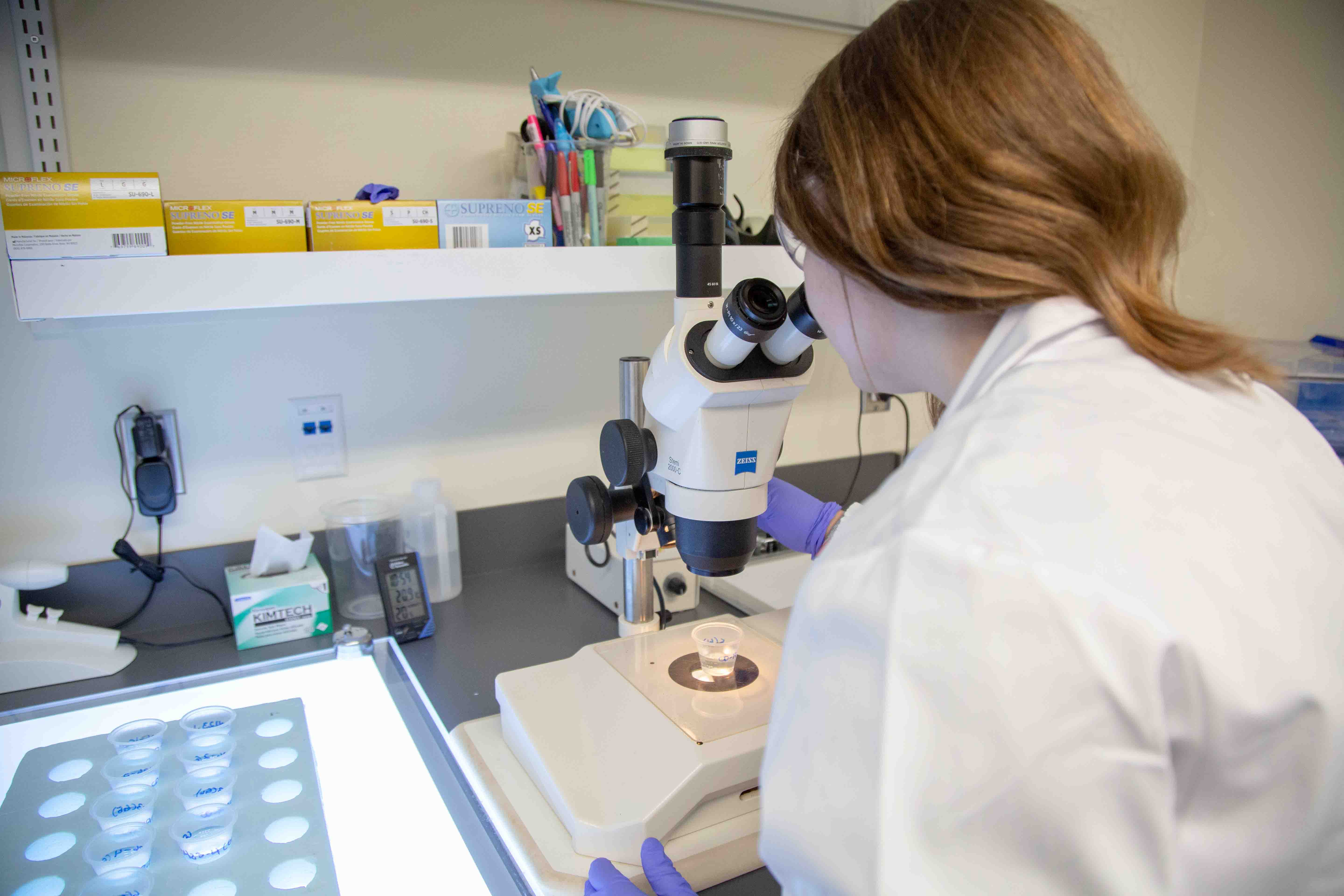 src technologist examines aquatic sample in lab