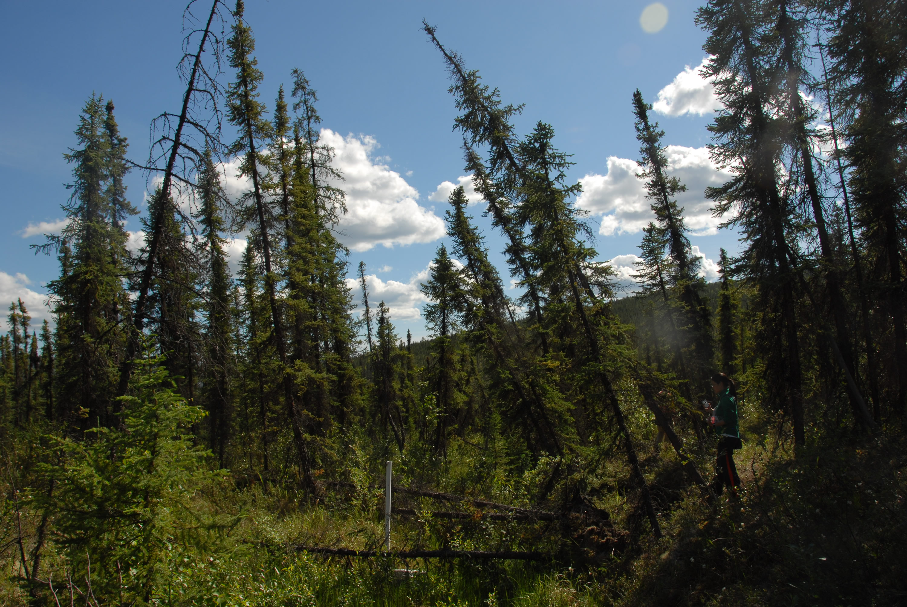 leaning trees in Alaskan forest 