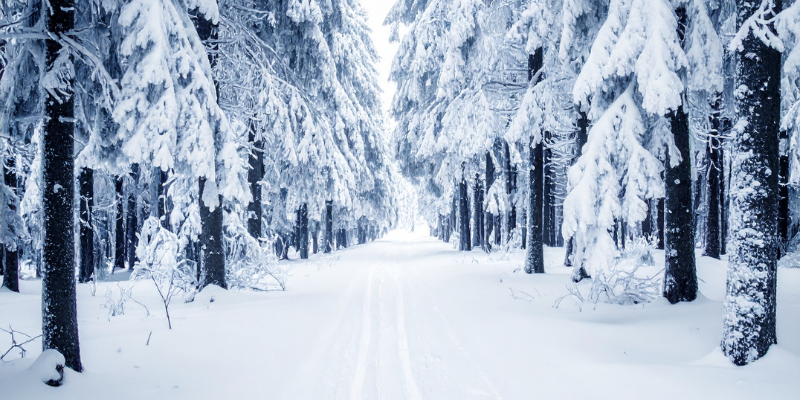 snowy road between two rows of trees