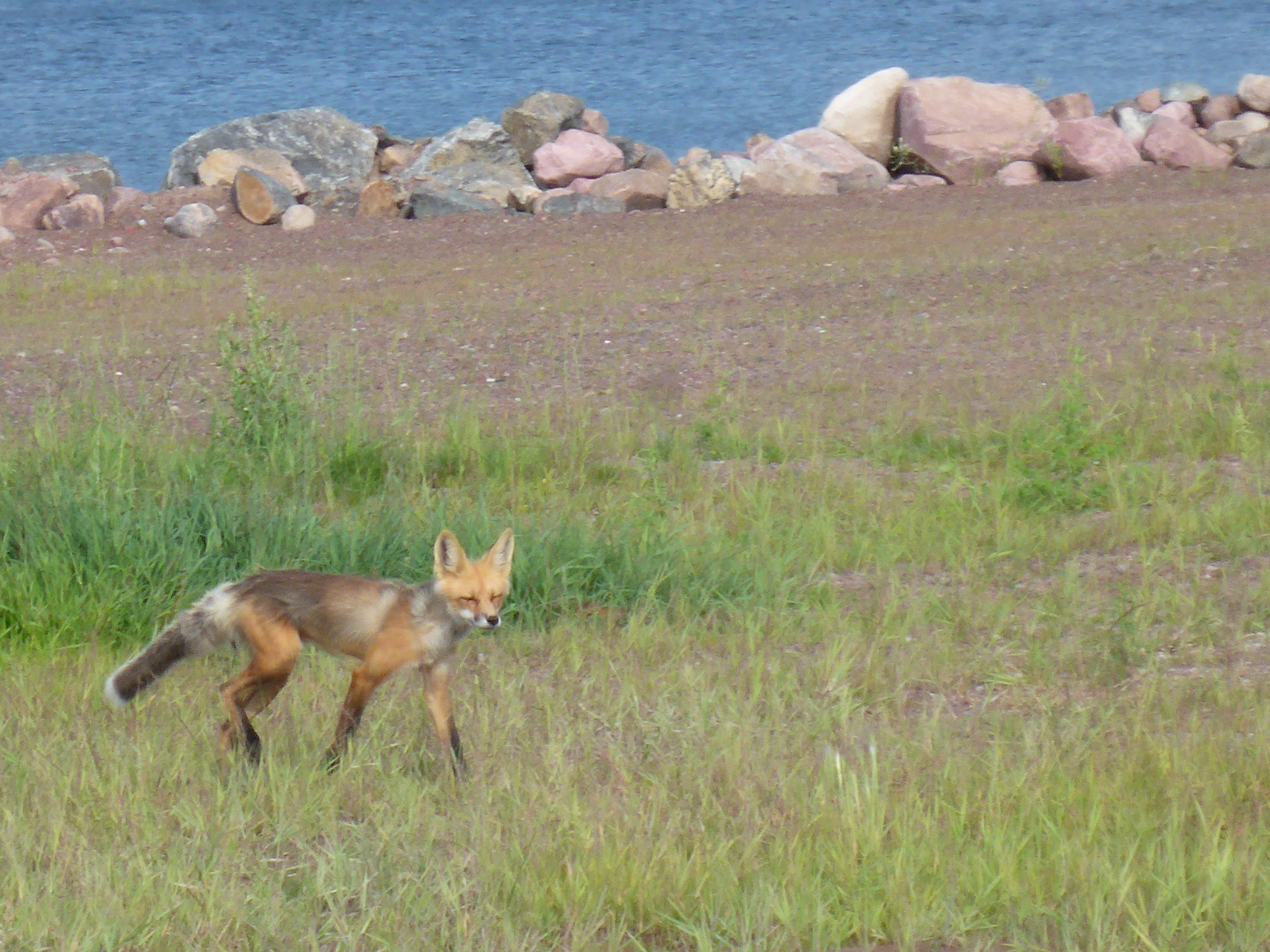 fox running next to lake