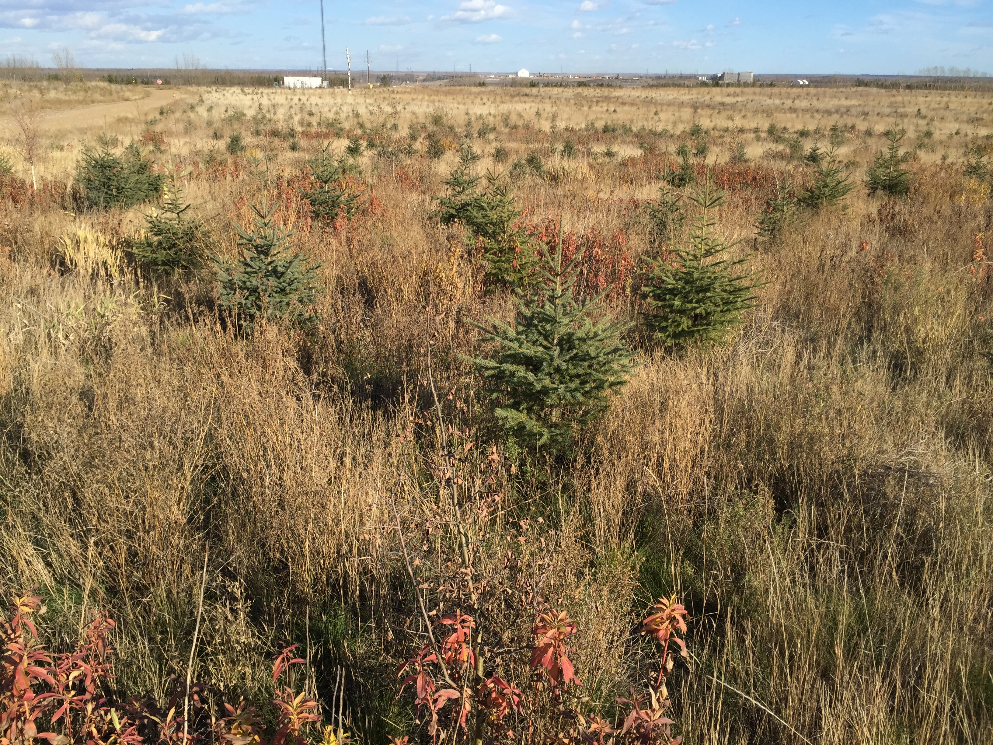 grasses and spruce trees at src study site