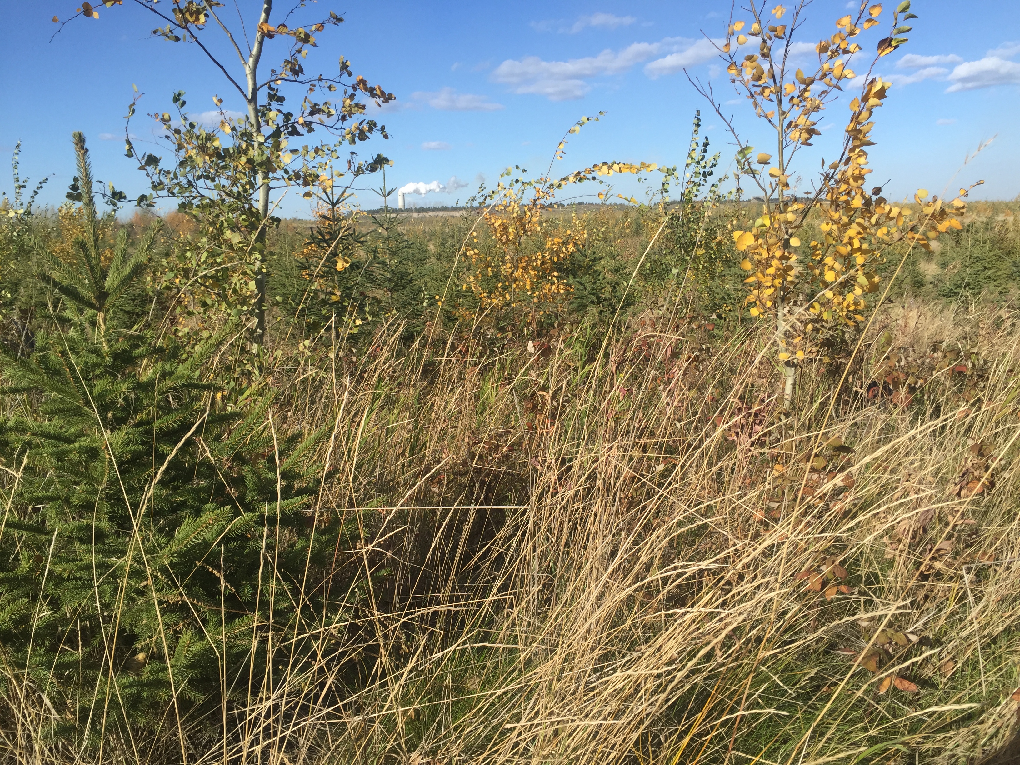 vegetation growing on an anthroposol in src's study field