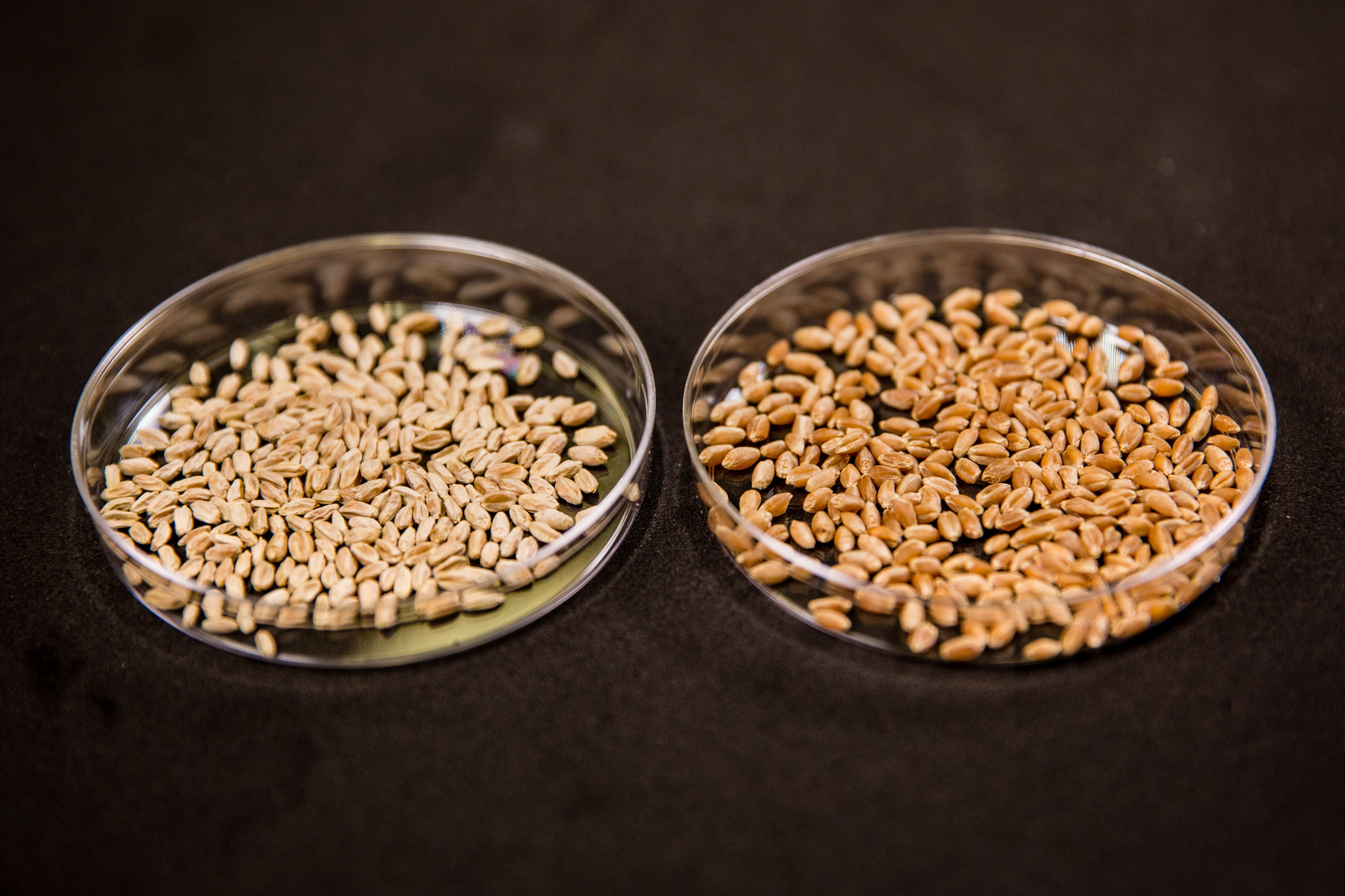 infected vs healthy wheat grains
