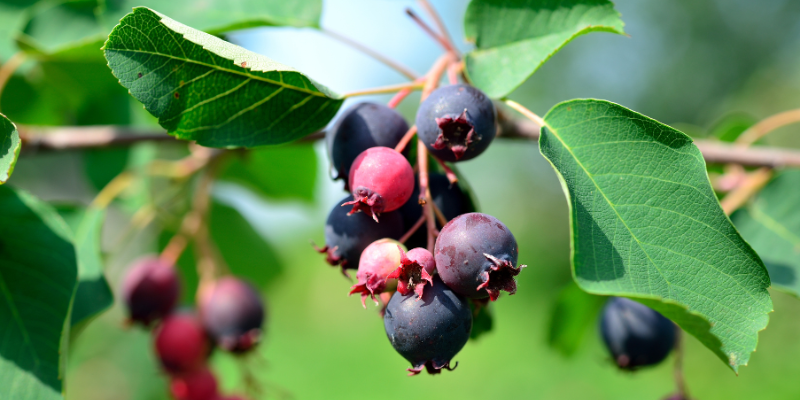 close-up of saskatoon berries on a branch