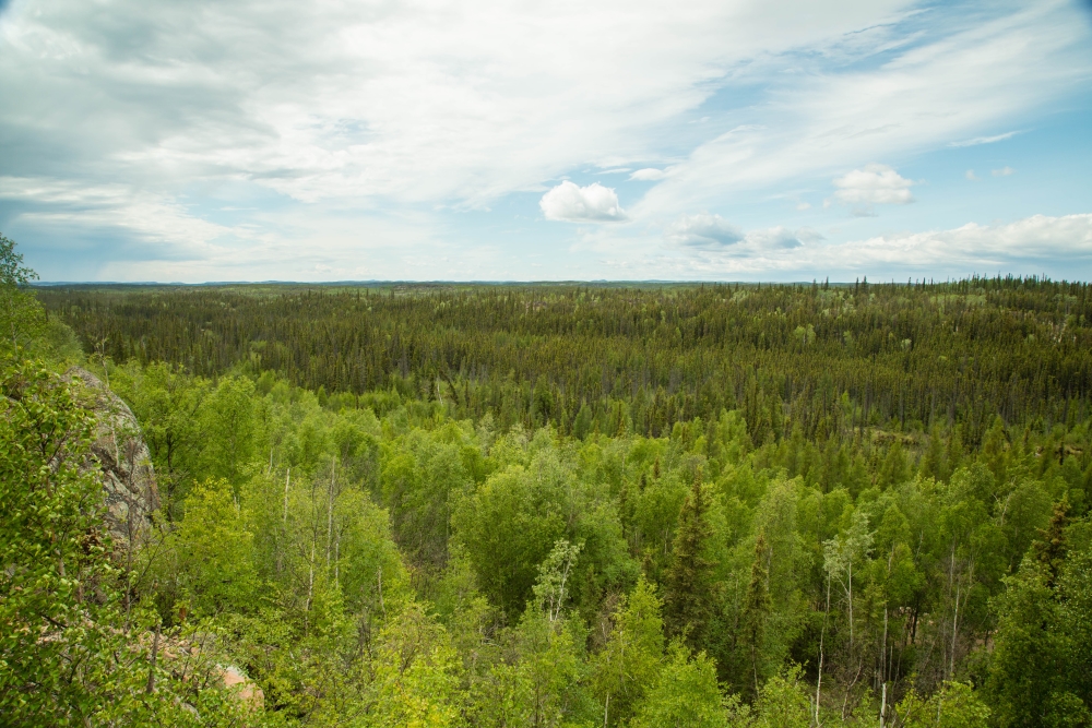 forest area in northern saskatchewan