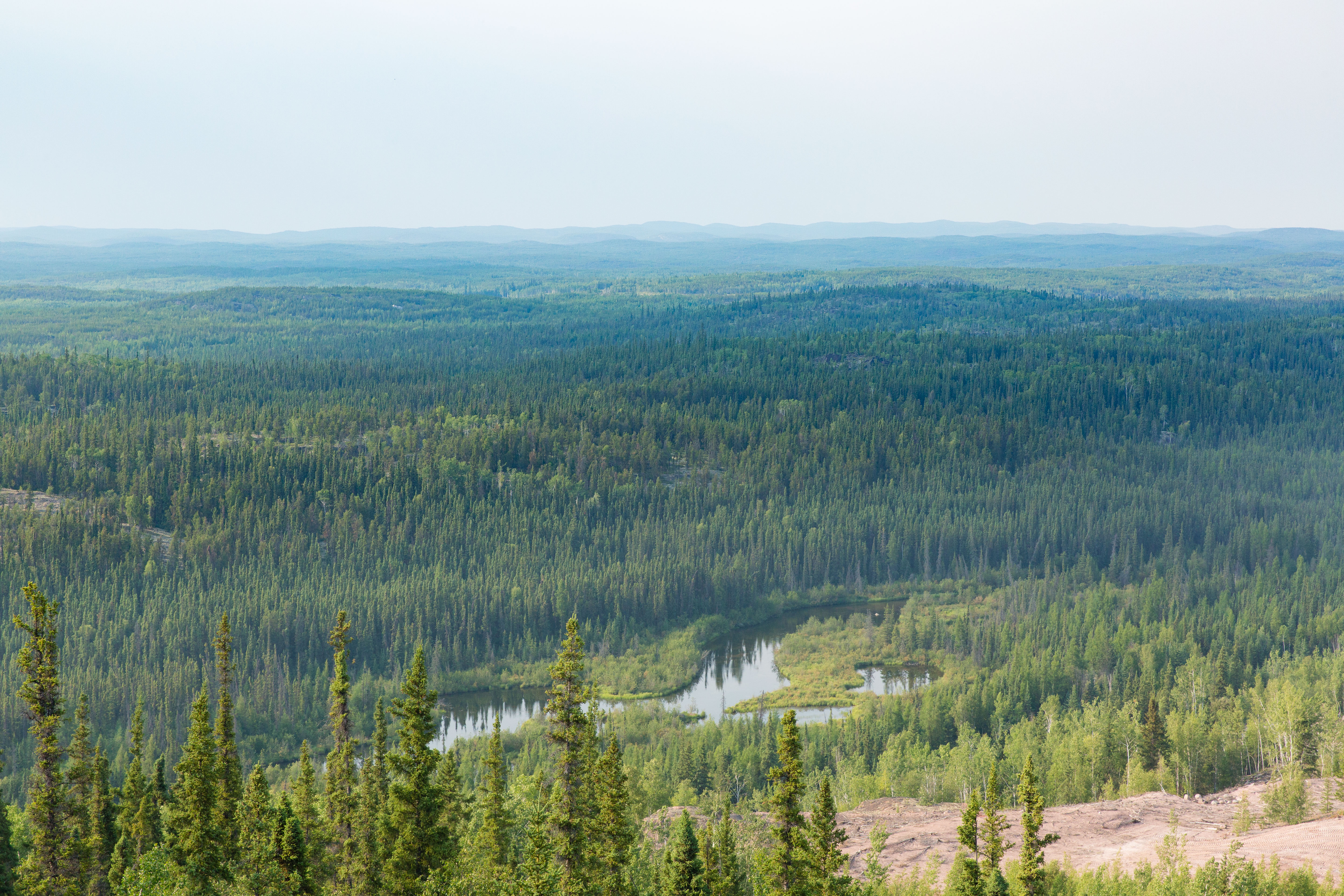 northern canadian boreal forest