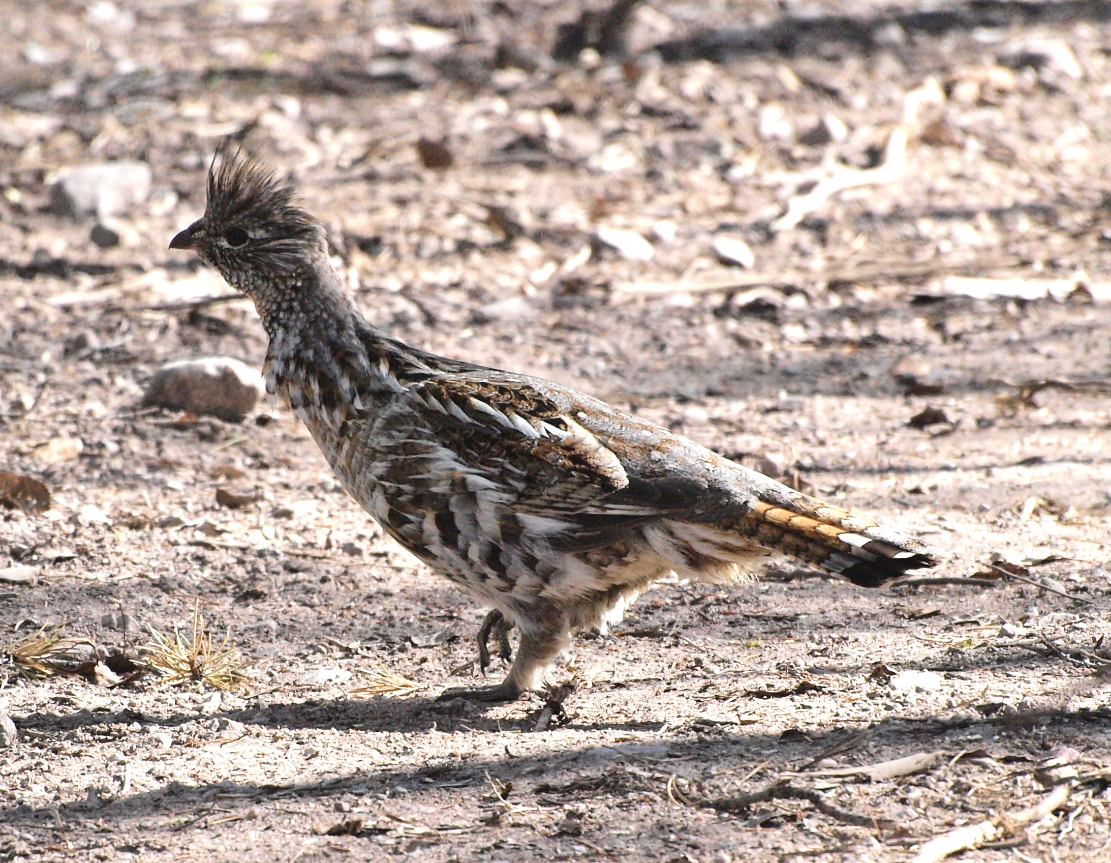 bird on gravel