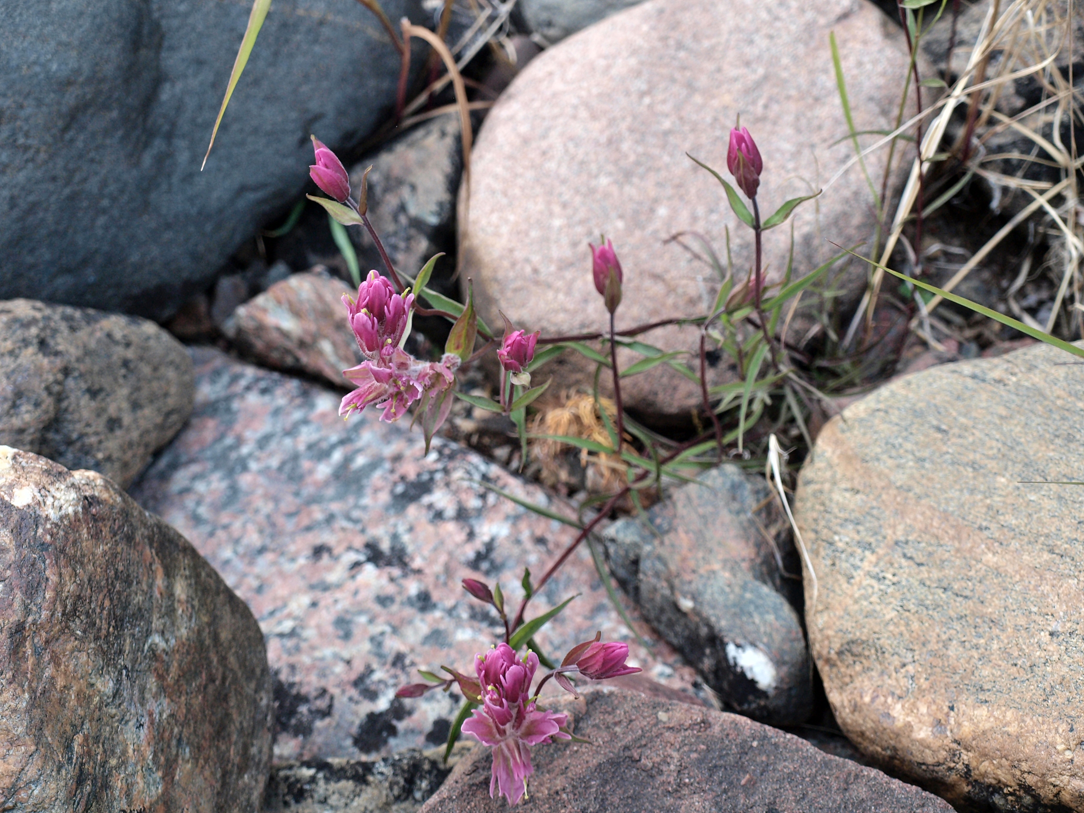 pink flowers growing between rocks