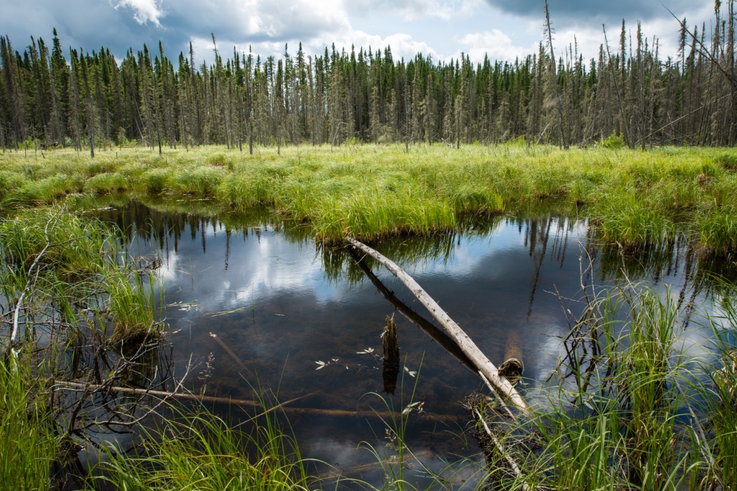 src is measuring the amount of carbon stored at this wetland area