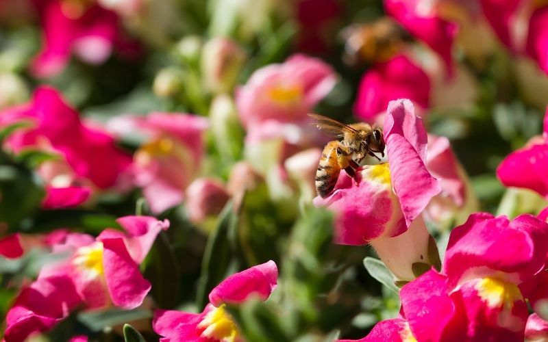 src plants native species to attract insects like bees