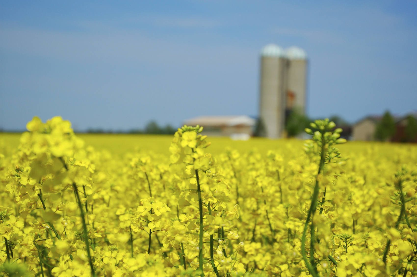 canola field