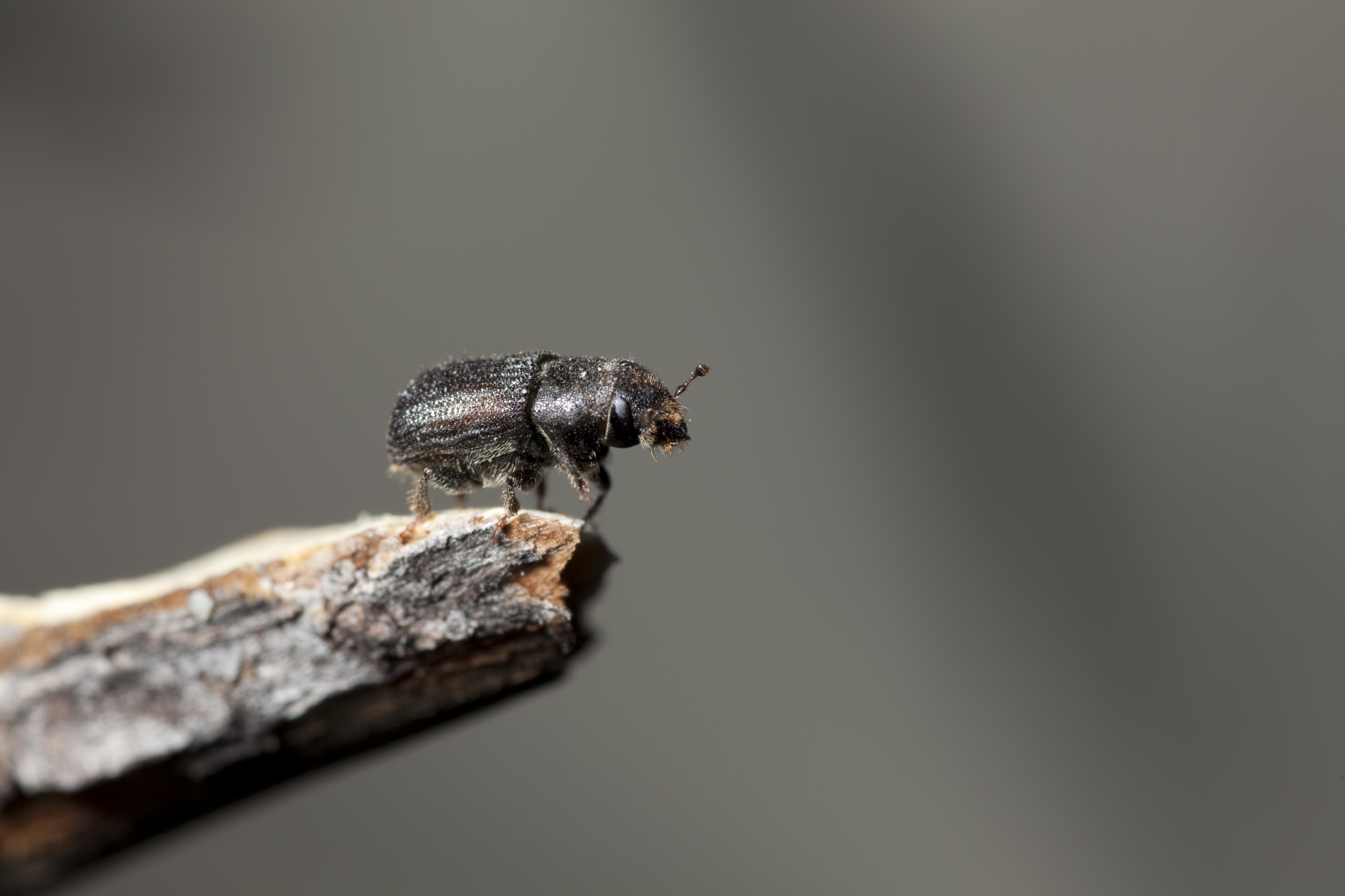 mountain pine beetle on log