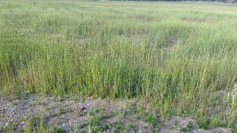 revegetated tailings field view from ground at Gunnar