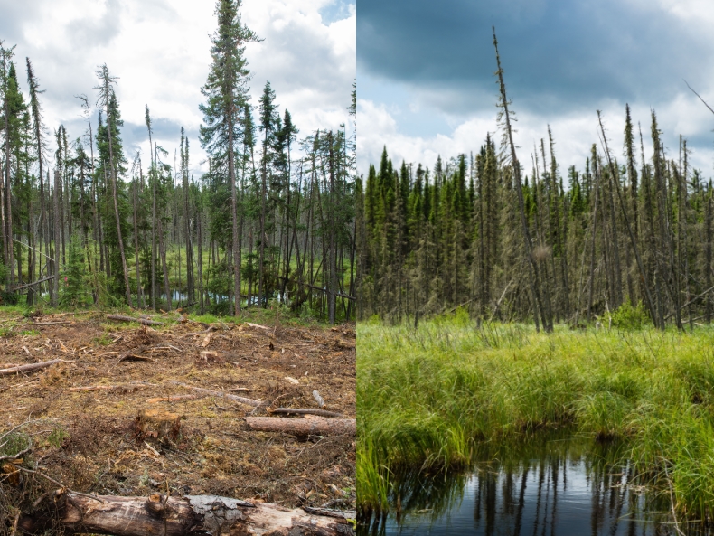 upland compared to a wetland