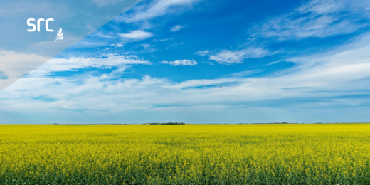 canola field in bloom with a blue sky 