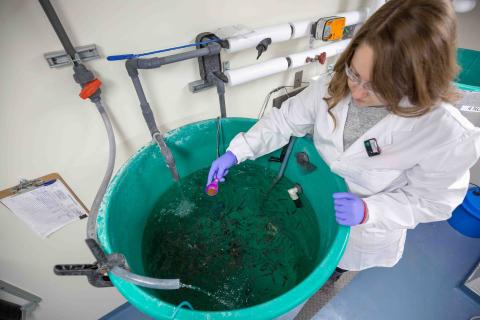 technologist checks tank at src aquatic toxicology lab