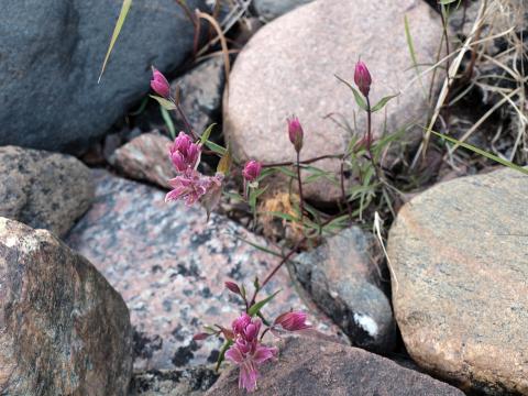 pink flower growing between rocks