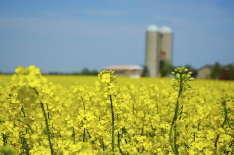 canola field