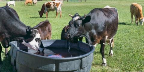 cows drinking water from trough src livestock water testing