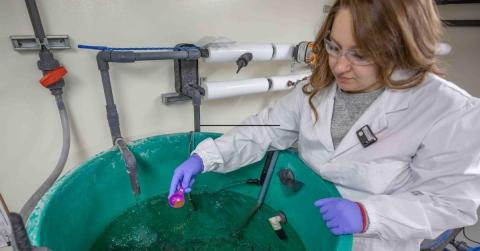 aquatic specialist monitoring fish in water tank