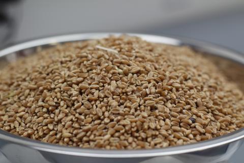 grain in a silver bowl