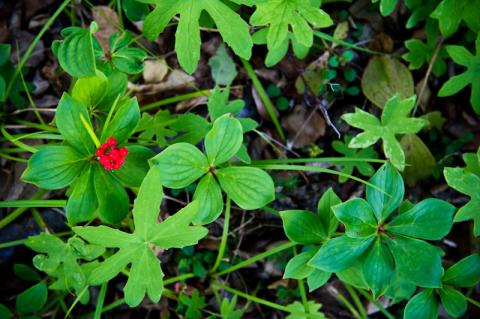 foliage with red berry