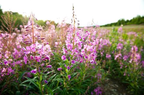 purple flowers in a field