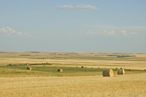 field in saskatchewan