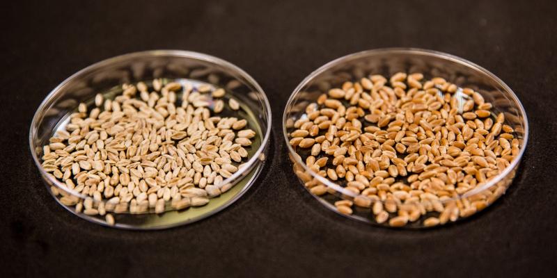 two petri dishes with wheat grains