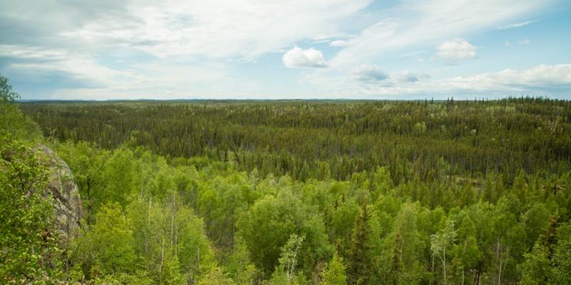 forest area in northern saskatchewan 