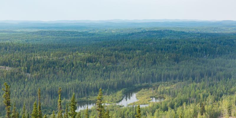 northern canadian boreal forest