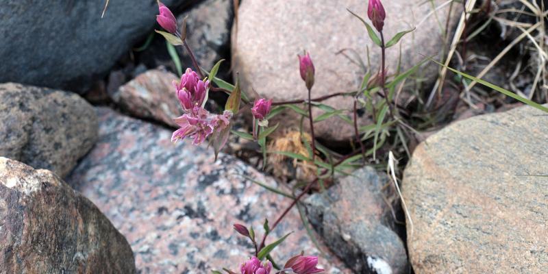 pink flower growing between rocks