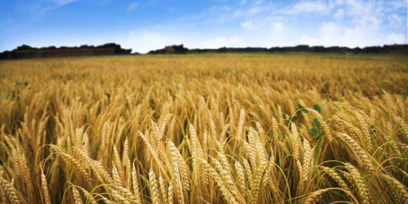 wheat field with blue sky in background