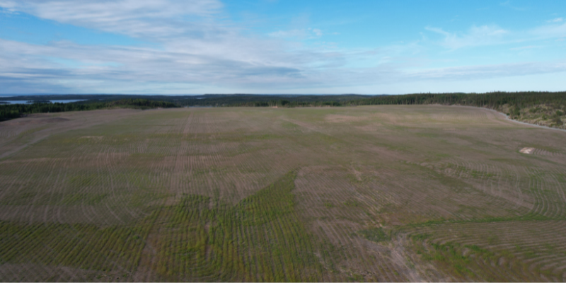 aerial view of revegetated tailings